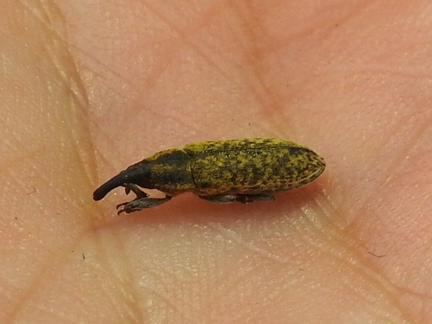 Lixus cardui/filiformis