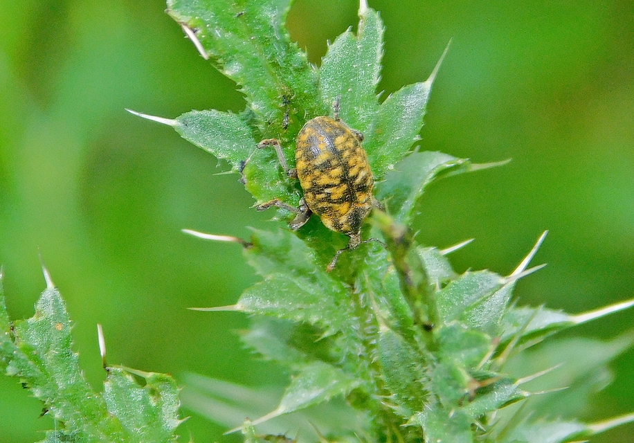 Larinus