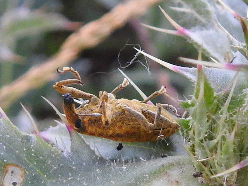 Lixus pulverulentus - mályvafúró dudvabarkó