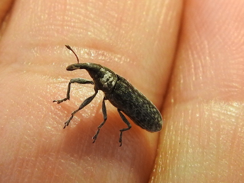 Lixus cardui/filiformis