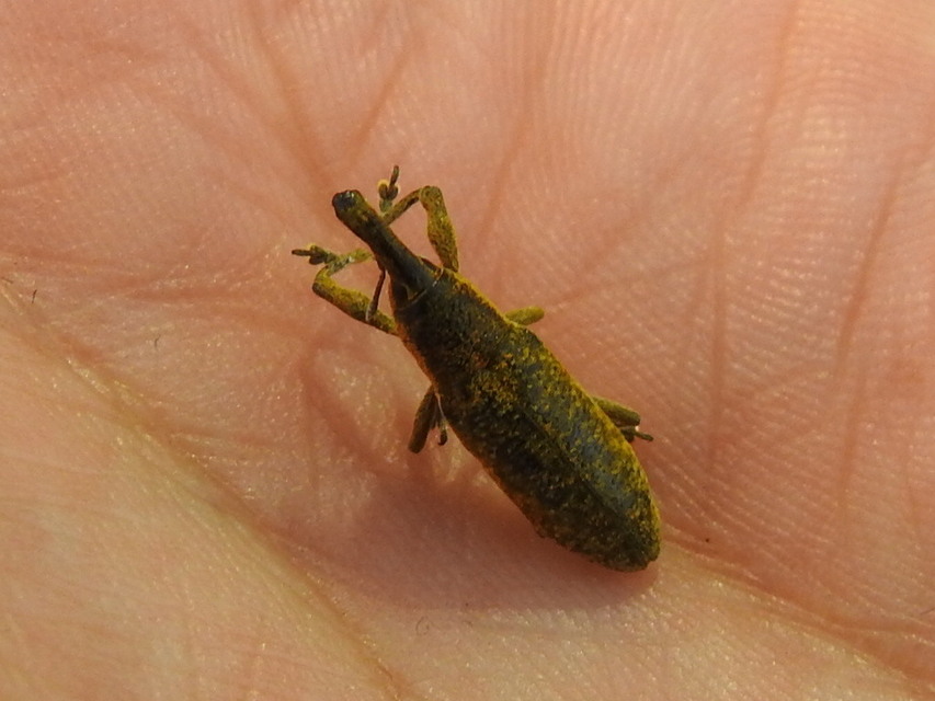 Lixus pulverulentus - mályvafúró dudvabarkó