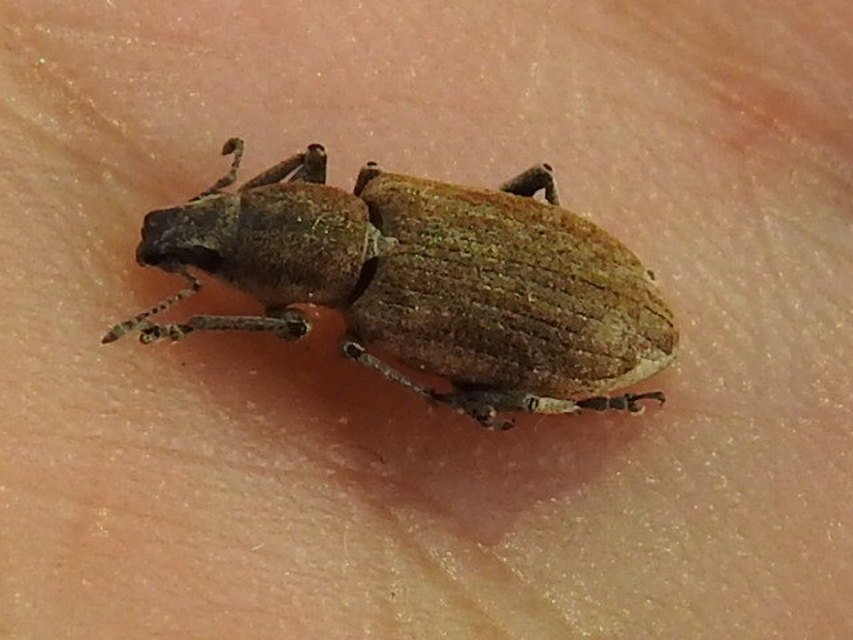 Tanymecus palliatus - közönséges hegyesfarúbarkó