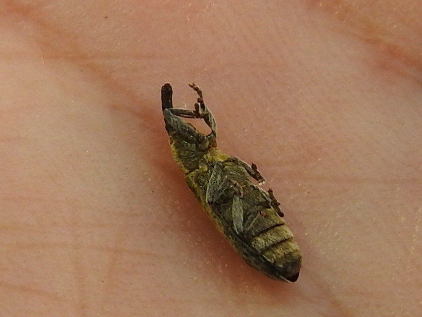Lixus cardui/filiformis