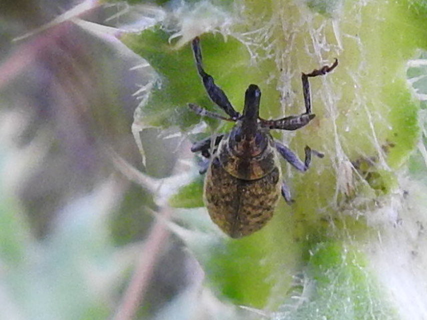 Lixus cardui/filiformis