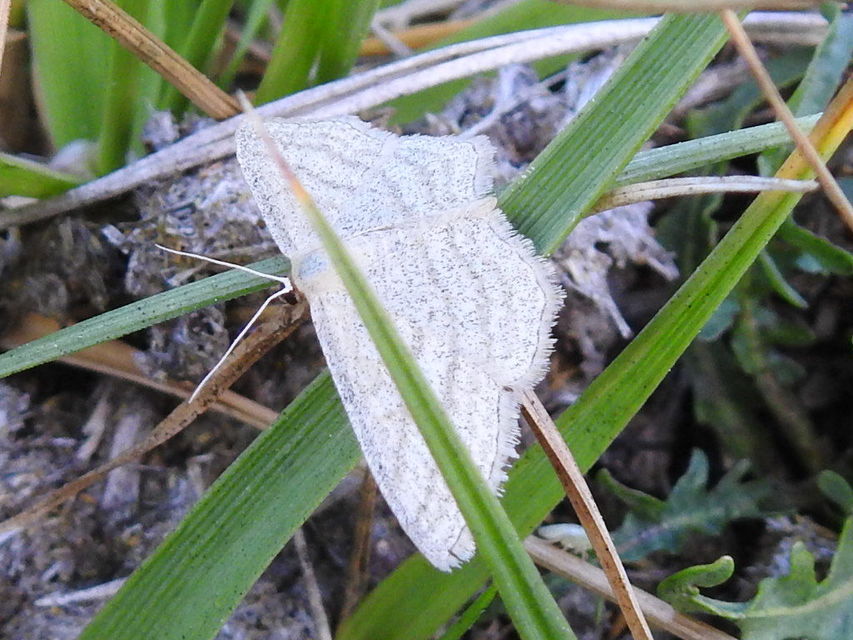Scopula virgulata - vesszős sávosaraszoló