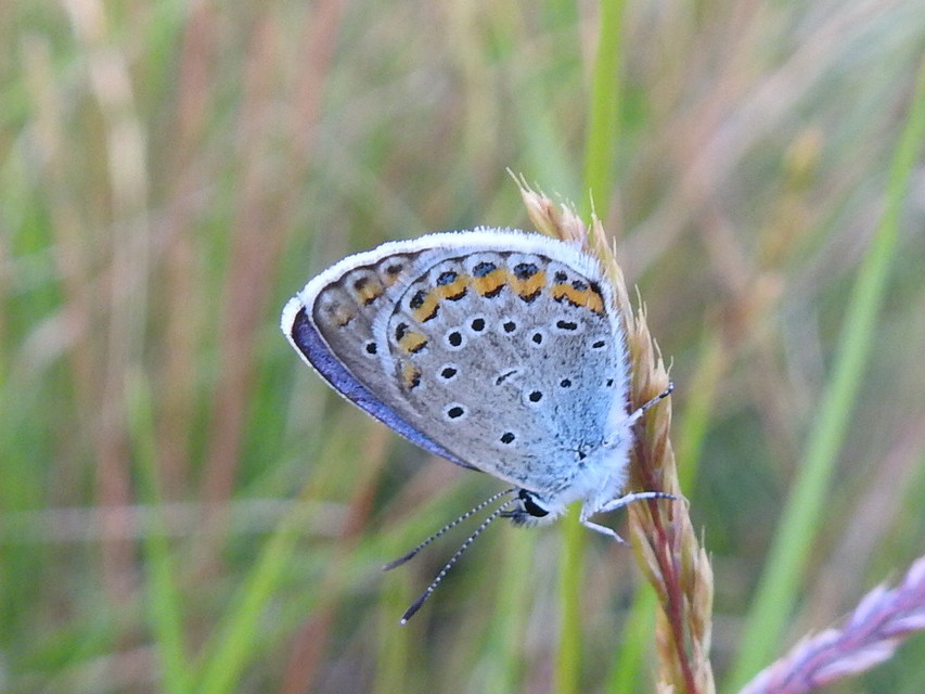 Plebejus argyrognomon - tintakék boglárka
