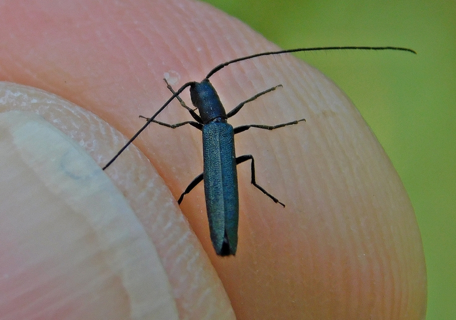 Theophilea subcylindricollis - hengeres szalmacincér