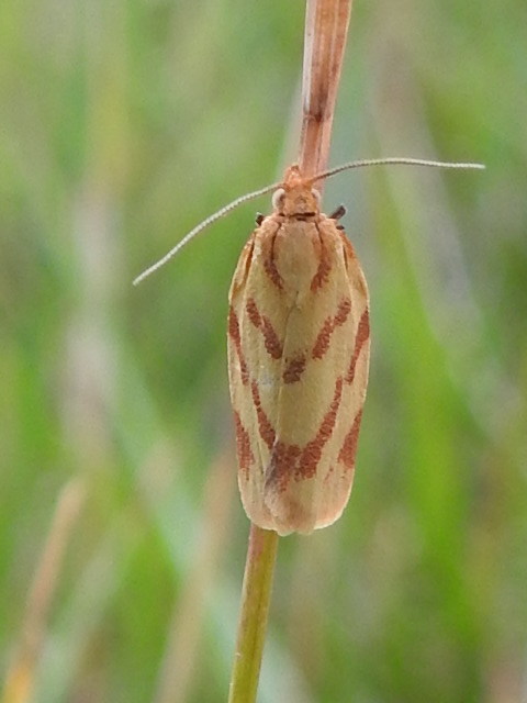 Clepsis pallidana - aranysárga sodrómoly