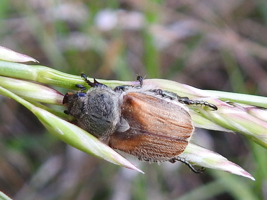 Chaetopteroplia segetum - rozsszipoly