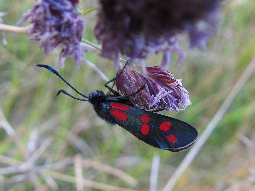 Zygaena filipendulae - acélszínű csüngőlepke