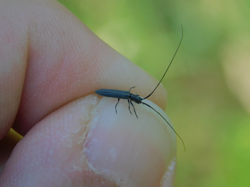 Calamobius filum - hosszúcsápú szalmacincér