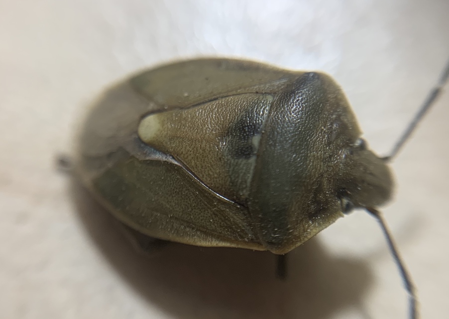 Chlorochroa pinicola