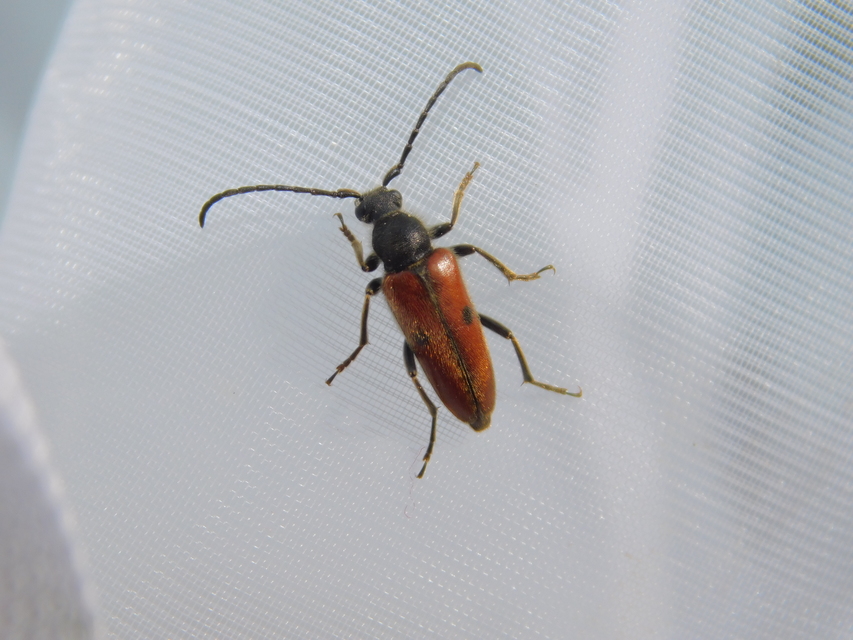 Vadonia unipunctata - kétpettyes virágcincér