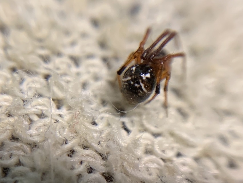 Parasteatoda lunata - holdas törpepók