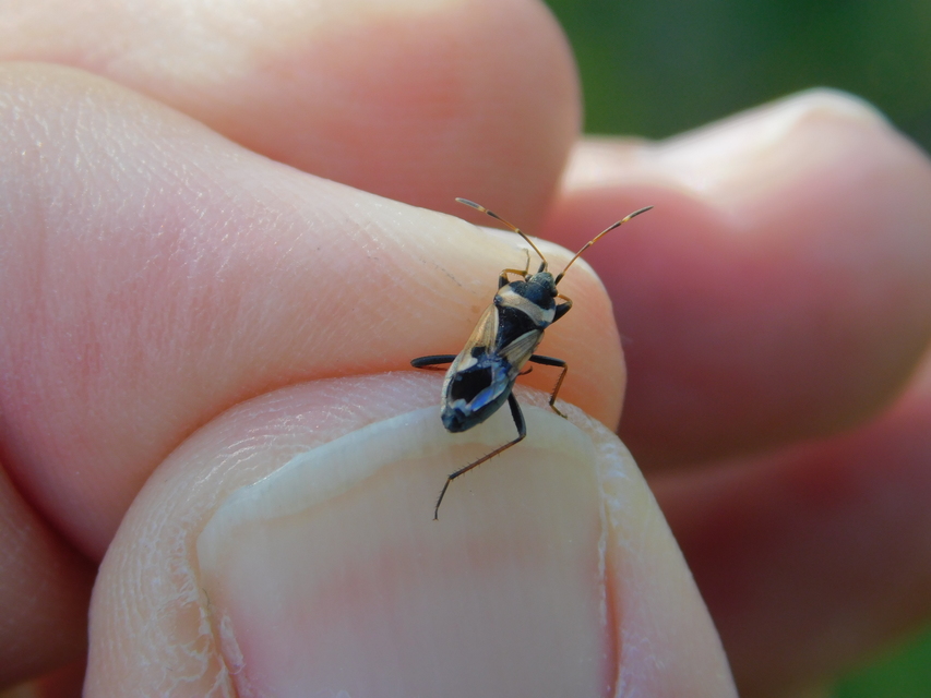 Raglius confusus