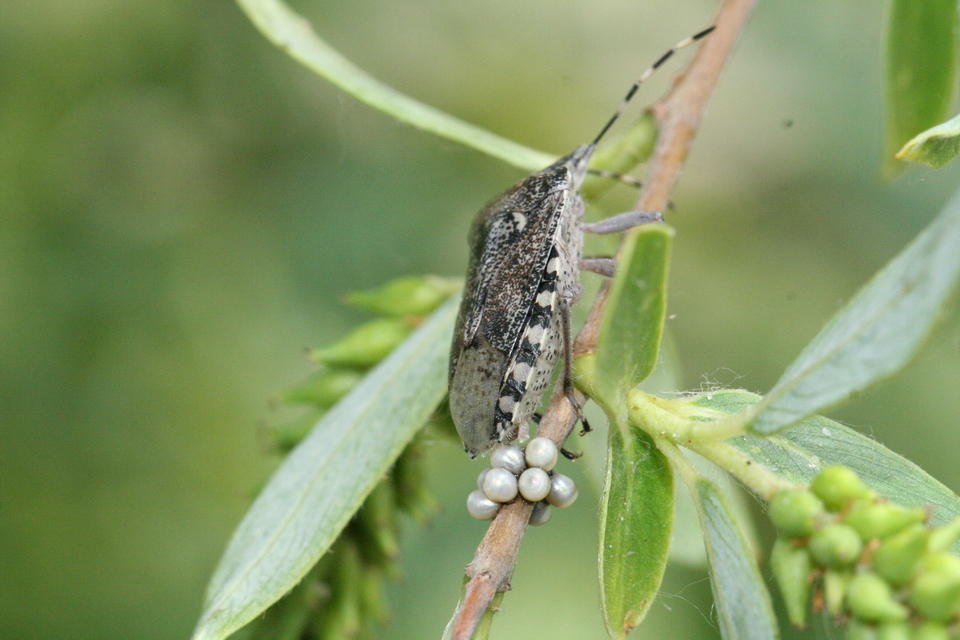 Rhaphigaster nebulosa - bencepoloska