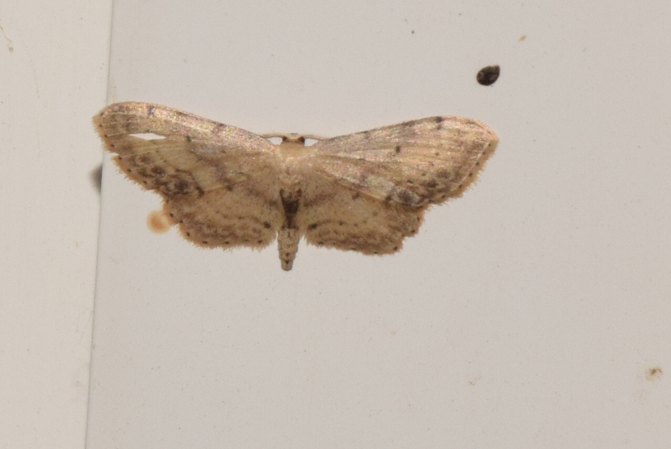 Idaea dimidiata - gyakori apróaraszoló