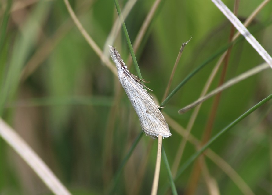 Minetia