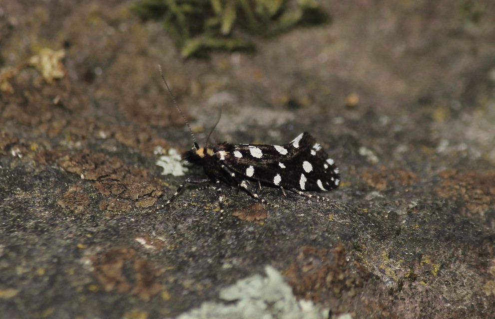 Euplocamus anthracinalis - fésűscsápú korhadékmoly