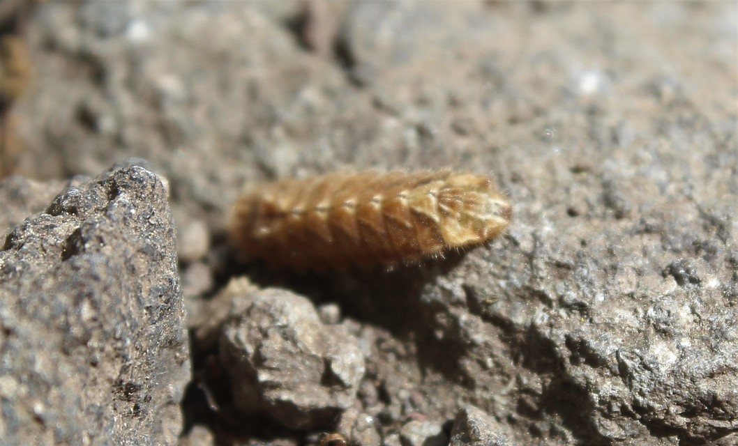 Neozephyrus quercus - tölgyfalepke