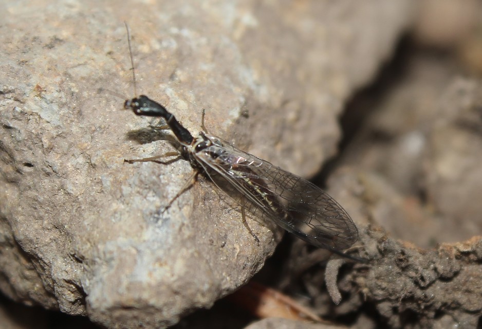 Raphidioptera - Tevenyakú-fátyolkák