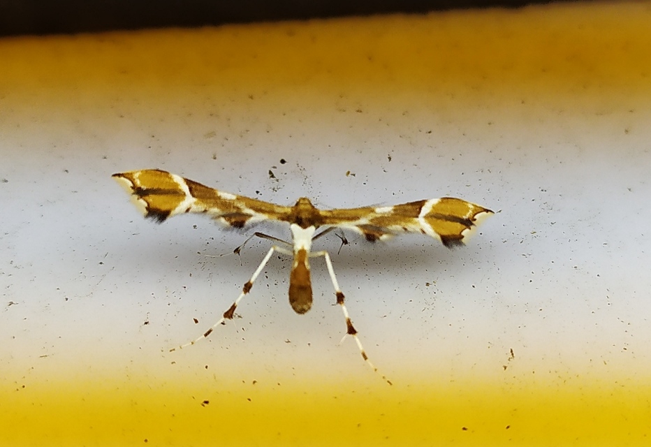 Cnaemidophorus rhododactyla - rózsabogyó-tollasmoly