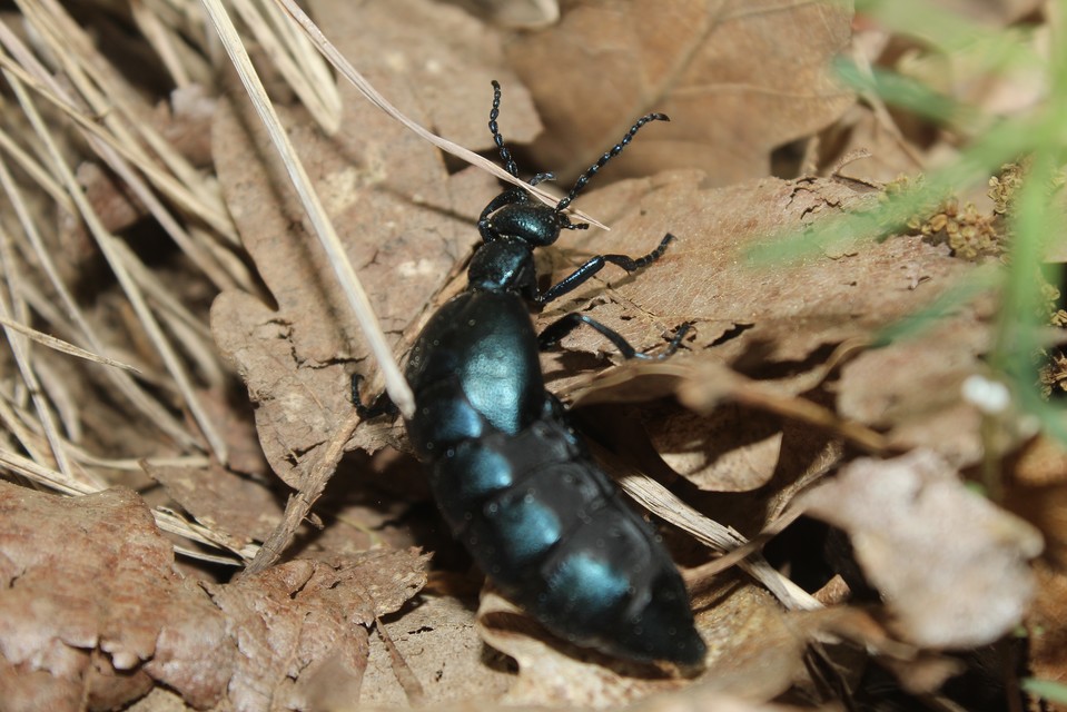 Meloe violaceus - kék nünüke
