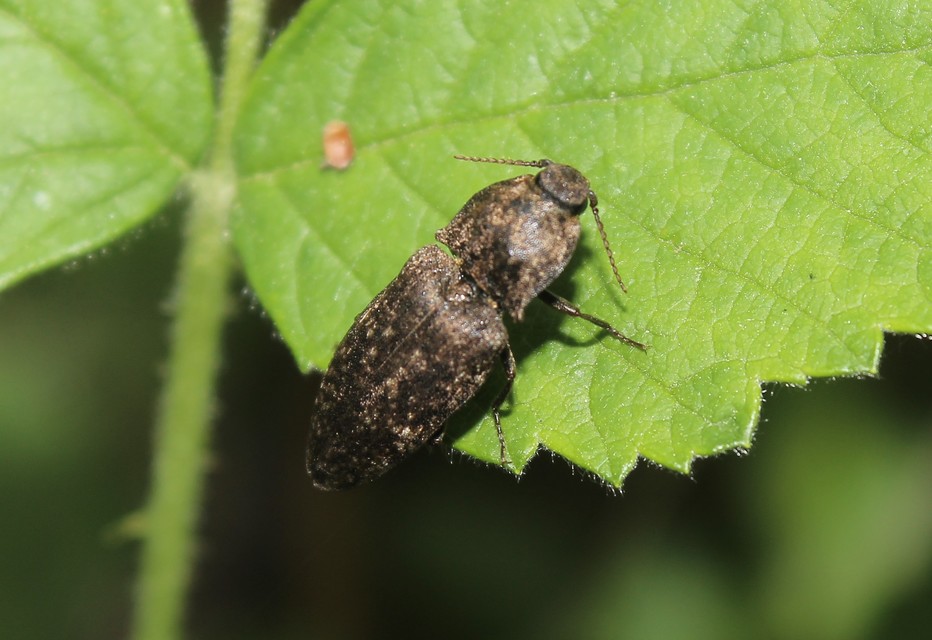 Agrypnus murinus - egérszínű pikkelyespattanó
