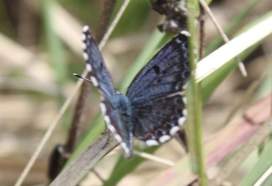Scolitantides orion - szemes boglárka