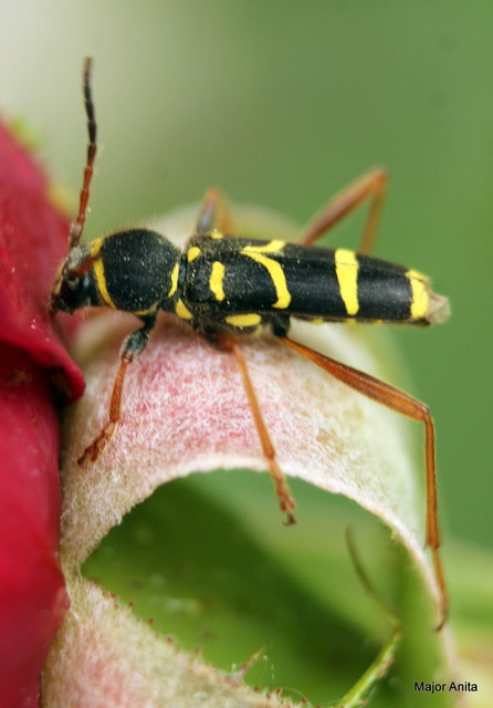 Clytus arietis - közönséges darázscincér