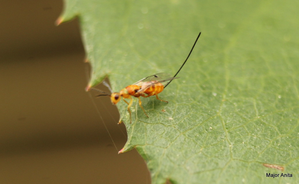 Braconidae - gyilkosfürkészek