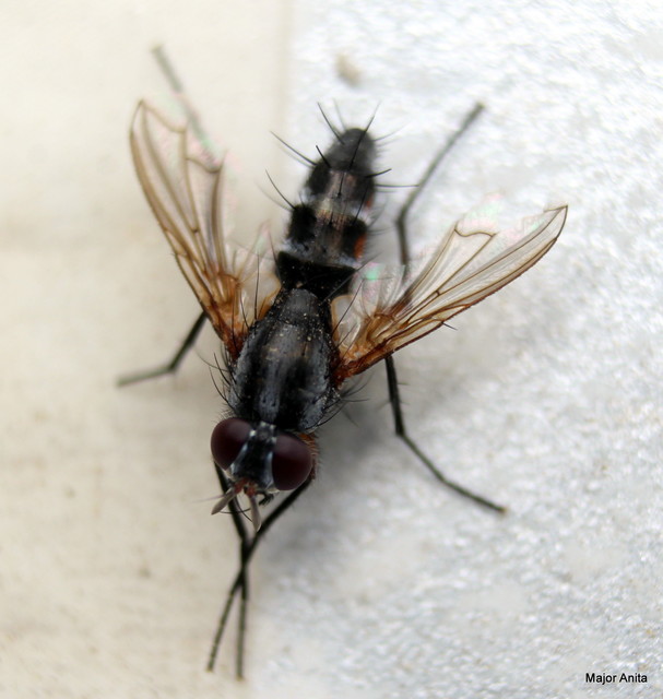 Mintho rufiventris