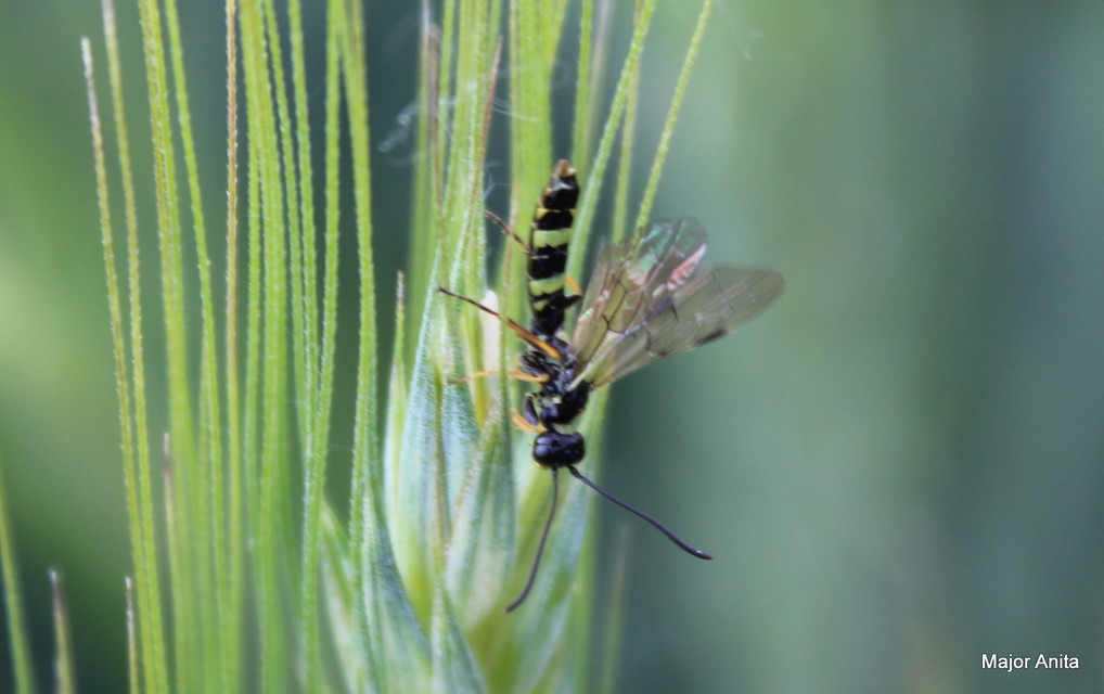 Cephidae - szalmadarazsak