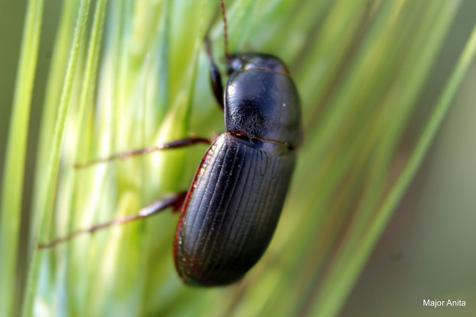 Zabrus tenebrioides - gabonafutó