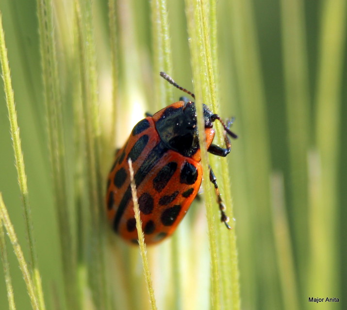 Chrysomela vigintipunctata - húszfoltos fűzlevelész Chrysomela vigintipunctata - húszfoltos fűzlevelész