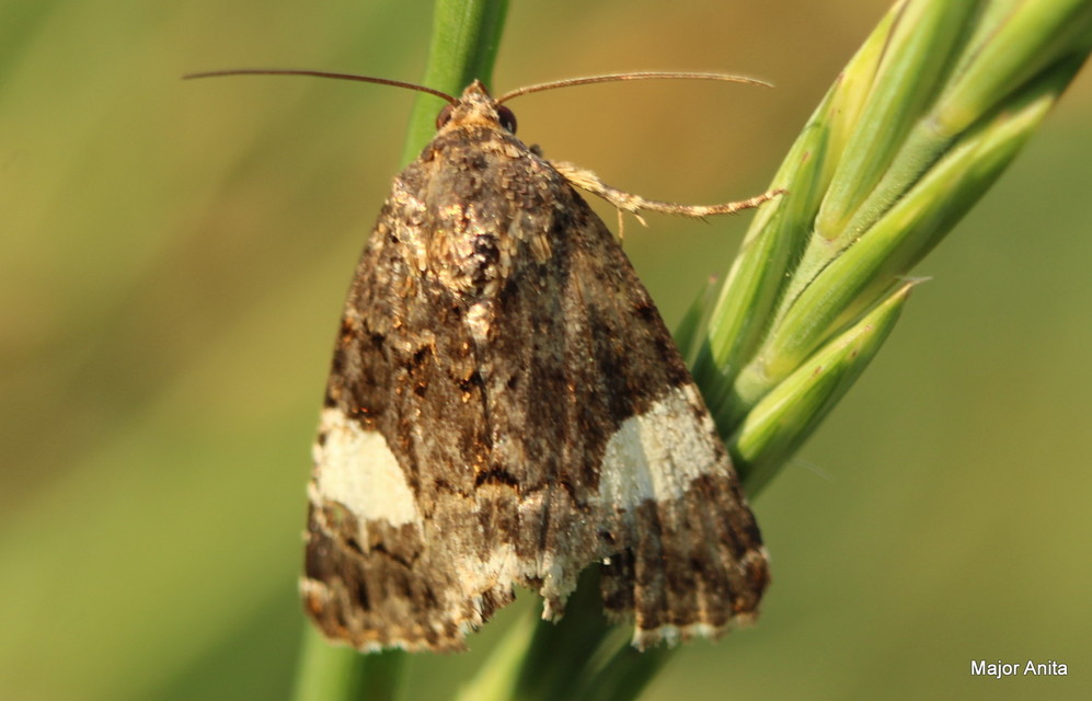 Tyta luctuosa - fekete nappalibagoly