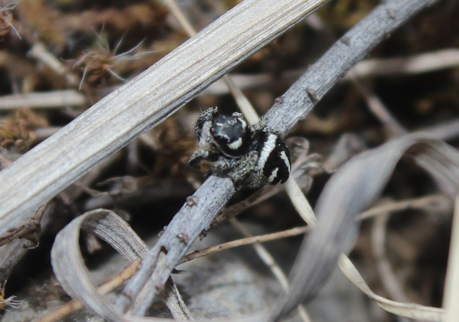 Pellenes nigrociliatus - csigás ugrópók