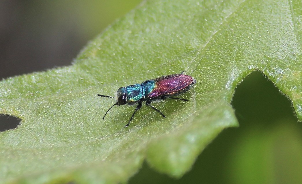 Anthaxia salicis - bíboros virágdíszbogár
