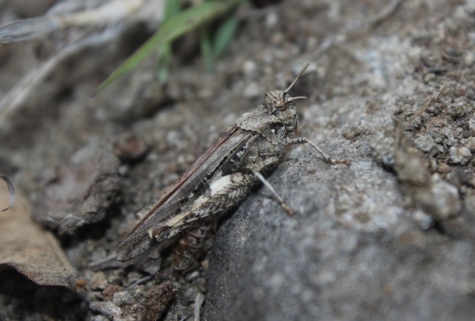 Acrotylus insubricus - önbeásósáska