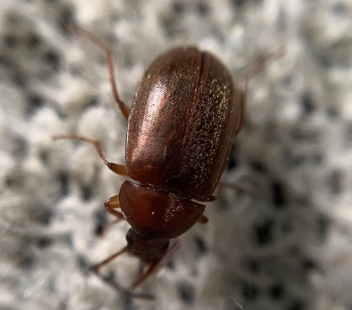 Isomira antennata - vastagcsápú alkonybogár