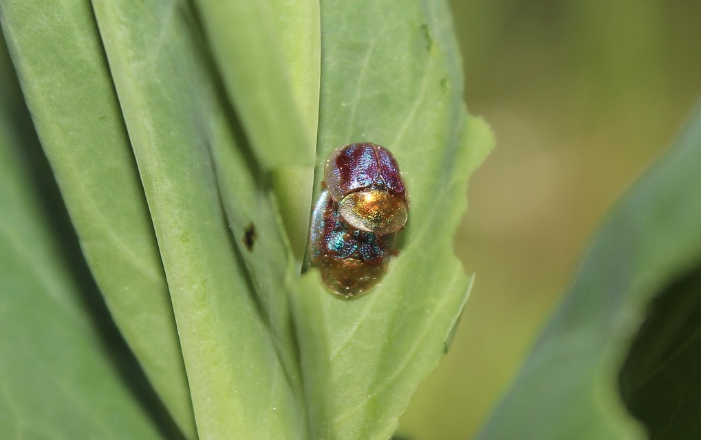 Cassida azurea - ezüstfényű pajzsbogár Cassida azurea - ezüstfényű pajzsbogár