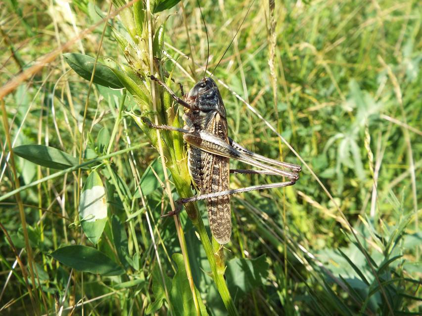 Decticus verrucivorus - szemölcsevő szöcske