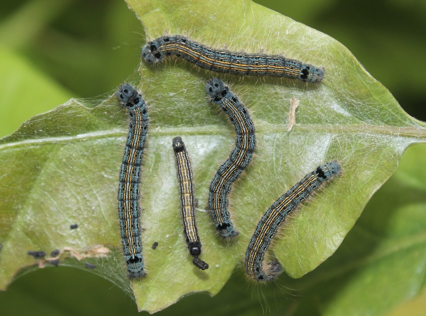 Malacosoma neustria - gyűrűsszövő