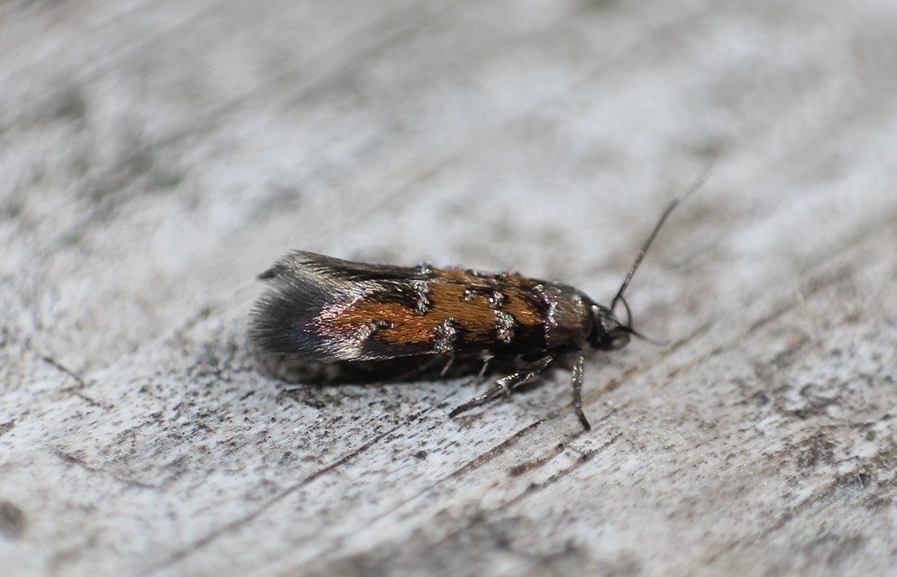 Pancalia leuwenhoekella - feketecsápú ibolyamoly