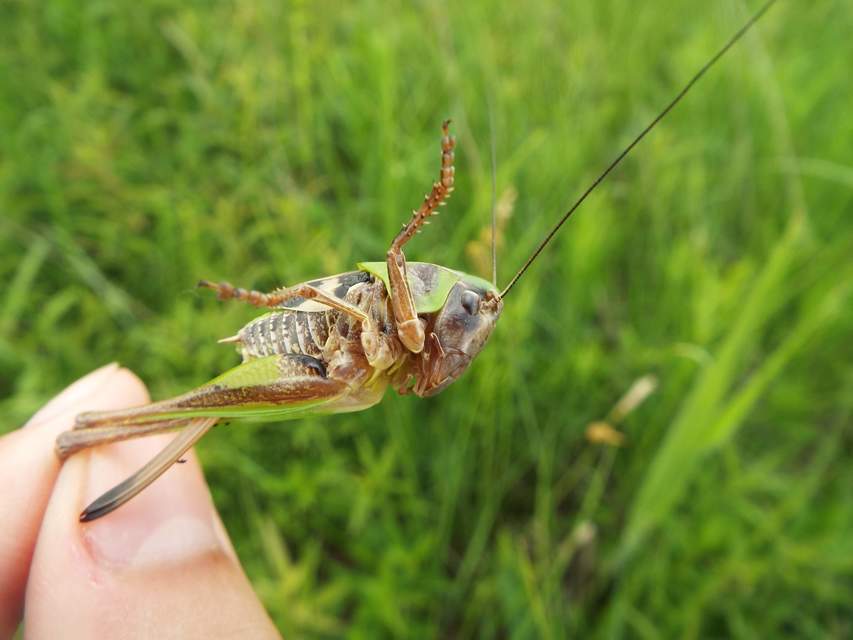 Decticus verrucivorus - szemölcsevő szöcske