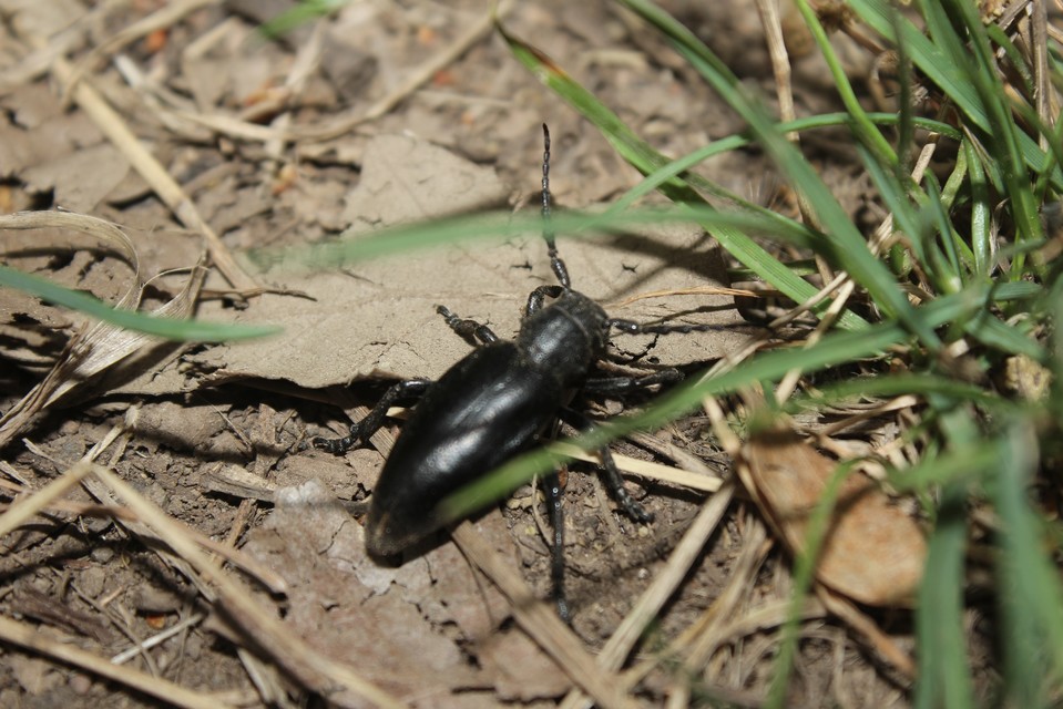 Dorcadion aethiops - fekete gyalogcincér