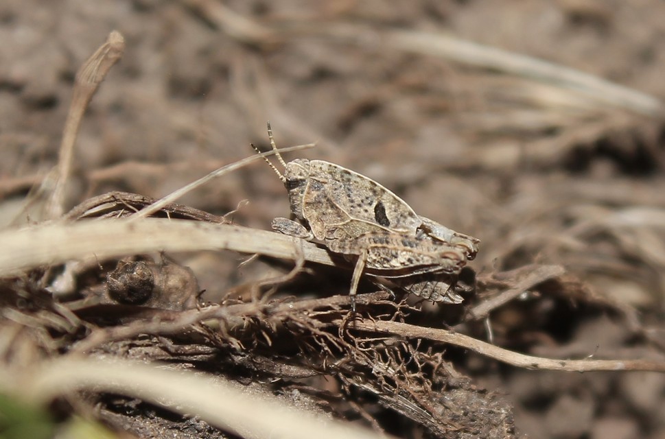 Tetrix bipunctata - kétpettyes tövishátúsáska