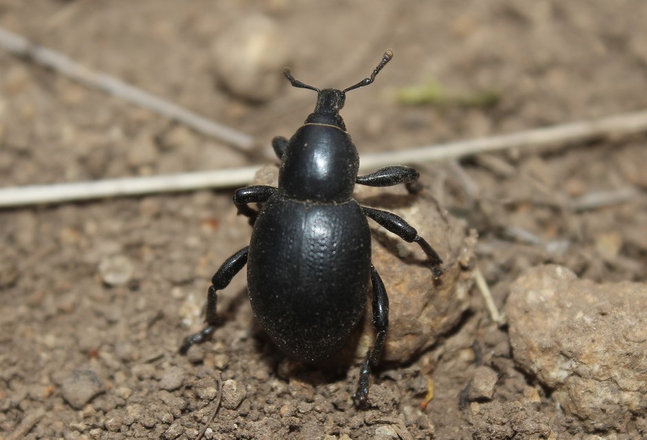Liparus dirus - sujtár-szerecsenományos