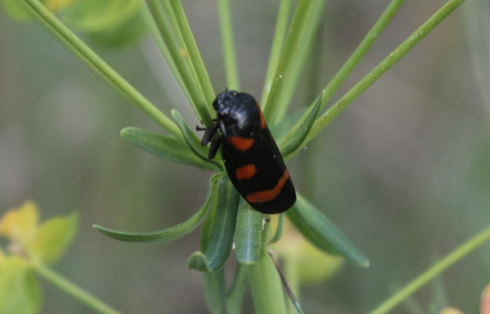 Cercopis arcuata/sanguinolenta