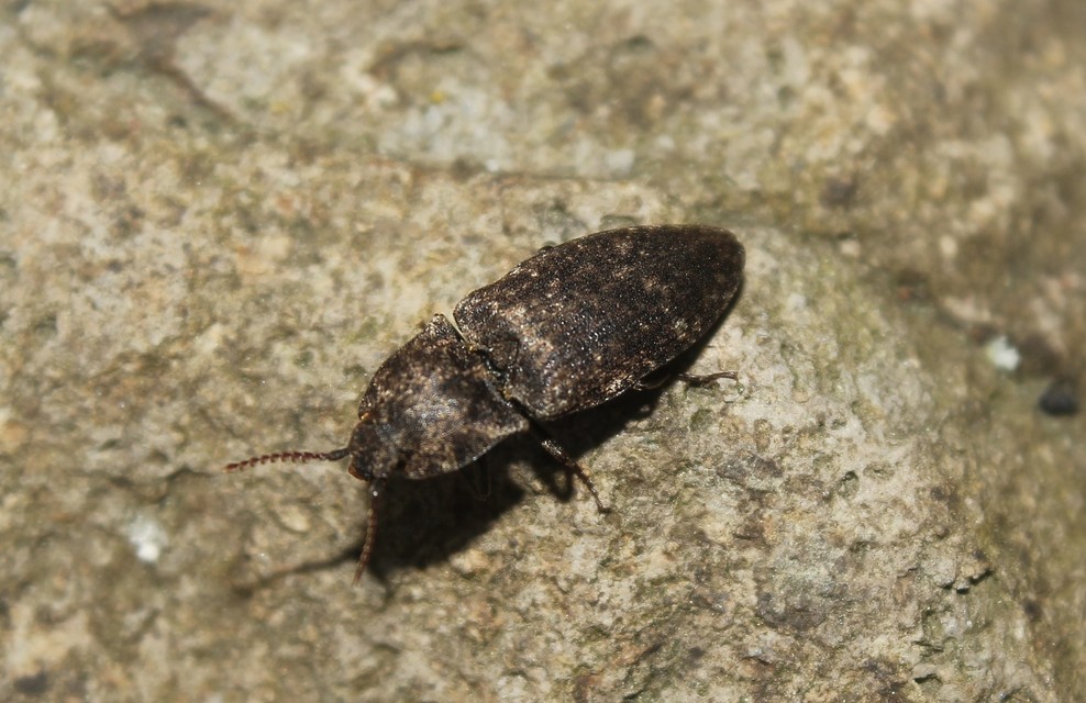 Agrypnus murinus - egérszínű pikkelyespattanó